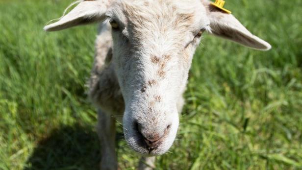 Wie Schafe auf der Donauinsel den Rasen mähen