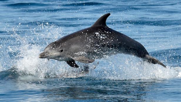 Ukraine-Krieg: Tausende Delfine im Schwarzen Meer verendet