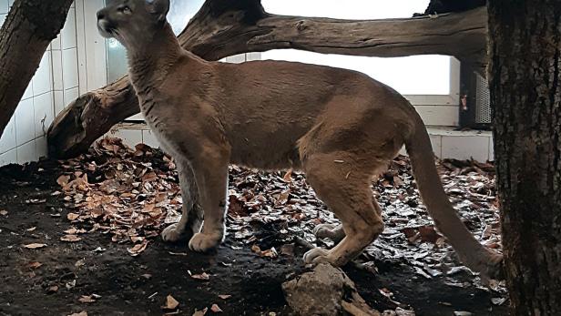 Puma Pele im Tierpark Herberstein eingetroffen