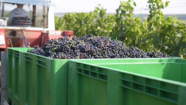 Höhere Preise: Energiesparen bei der Weinproduktion