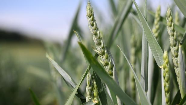 Ukraine sagt längeren weltweiten Weizenmangel voraus