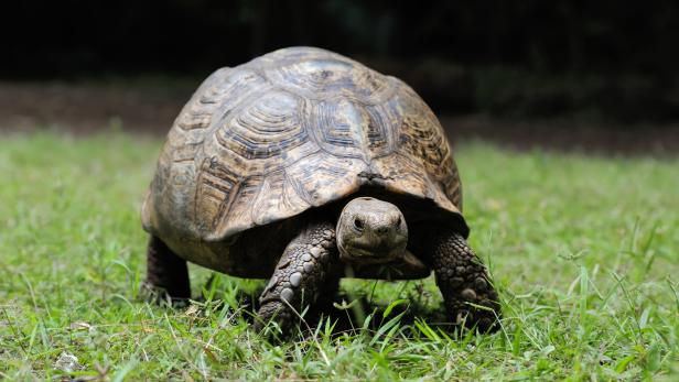 Große Landschildkröten in Argentinien ausgewildert