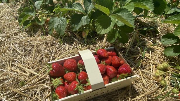 Wiesener Anananas-Erdbeere:  Die Zeit für süße Früchte hat begonnen