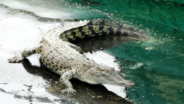 Ein Krokodil ist kein Haustier