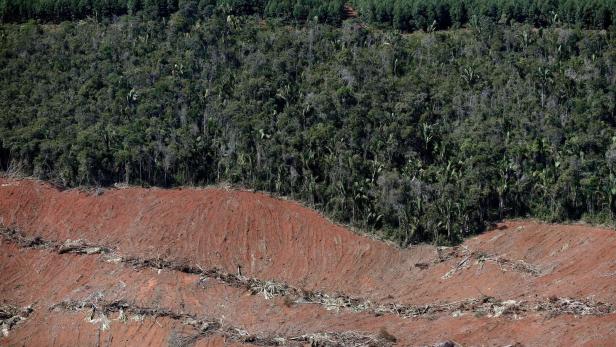 Zerstörung von Brasiliens Regenwald hat drastisch zugenommen