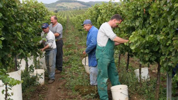 Weinernte 2011: Die Spannung steigt