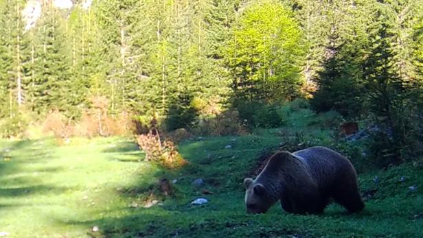 Im Karwendelgebirge ging heuer ein Bär in die Fotofalle, im Tiroler Unterland bei Langkampfen ebenfalls