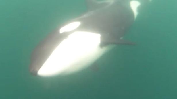 Verirrter Orca in der Seine - Walgeräusche sollen ihn ins Meer locken