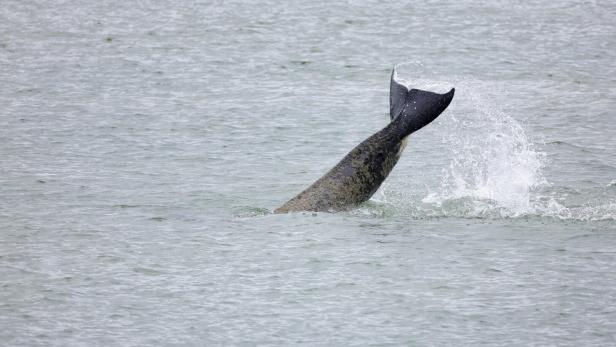 Nach versenkter Segeljacht: Orca-"Angriffe" stellen Wissenschaft vor Rätsel