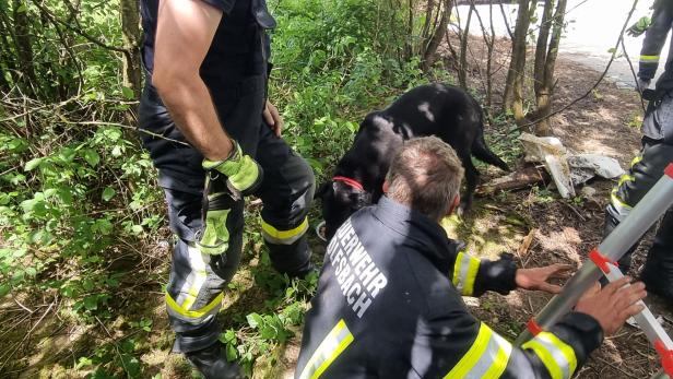 Bezirk Amstetten: Hund "Rocky" wurde aus Wasserbehälter befreit