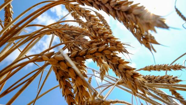 Ukraine: Getreide aus besetzten Gebieten nach Russland gebracht