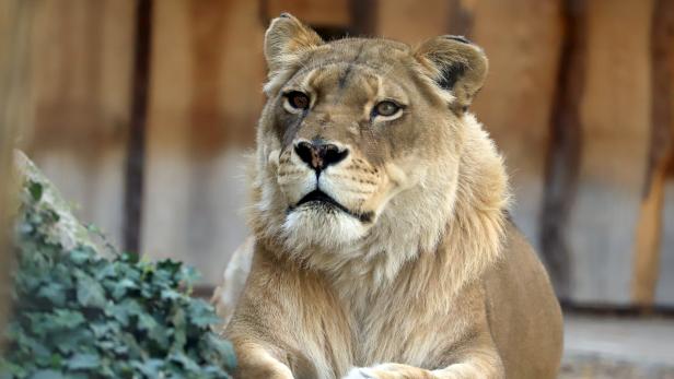 Vermutlich älteste Zoo-Löwin Europas gestorben