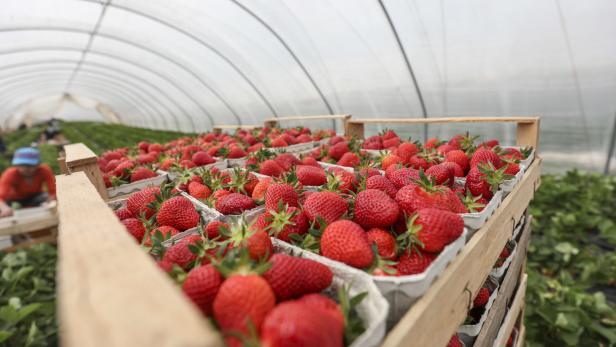 Erdbeerbäuerin: "Wir können nicht einfach hinschmeißen"