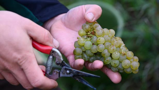 Eine Hand hält eine Traube grüner Weintrauben und eine Gartenschere.
