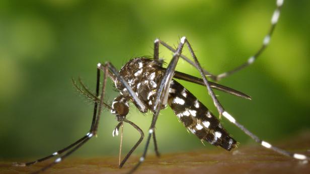 Gelsen: Der Angriff der Tigermücken