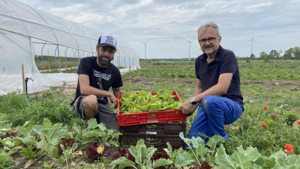 Bezirk Gänserndorf: Sozialprojekt bringt Bio-Gemüse auf jeden Teller