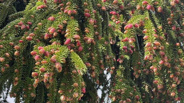 Außergewöhnliche Baumblüte neigt sich dem Ende zu - zumindest in Tälern