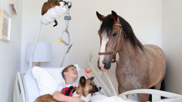 Lichtblickhof: Wo Pferde kranke Kinder beim Bett besuchen können