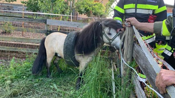 Tierisches Missgeschick: Pony steckte in einem Reifen