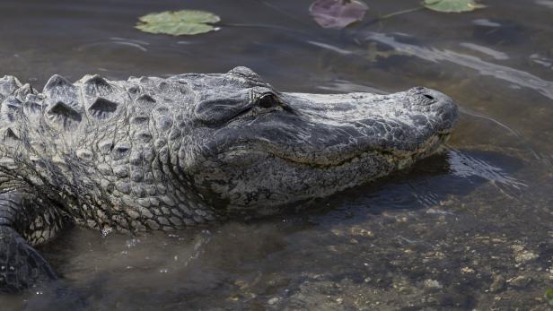 Mann bei Frisbee-Suche von Alligator getötet