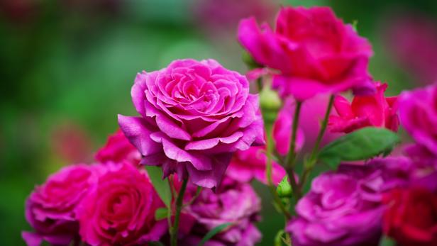 Pink roses blossom on green blurred background close up, beautiful red rose bunch macro, growing purple flowers in bloom on flowerbad, elegant floral arrangement, romantic holiday greeting card design
