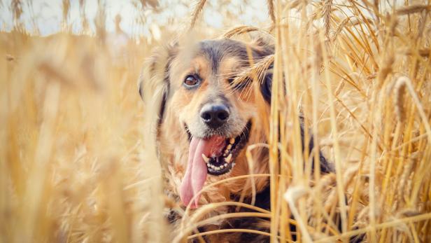 Portrait of a beautiful German shepherd with his tongue hanging out in a wheat field on a Sunny day