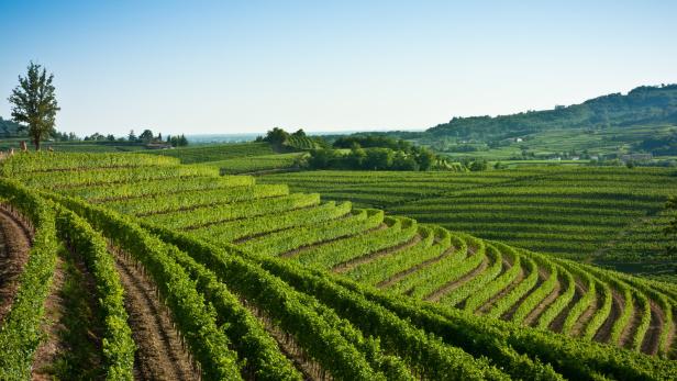 Blick über grüne Weinfelder an einem sonnigen Tag.