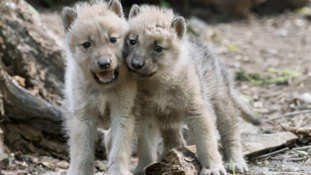 Tiergarten Schönbrunn: Freude über Wolfswelpen