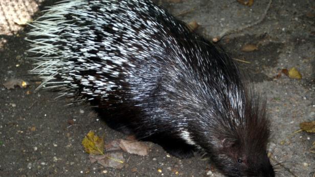 Stachelschweine aus Steppentierpark Pamhagen ausgebüxt