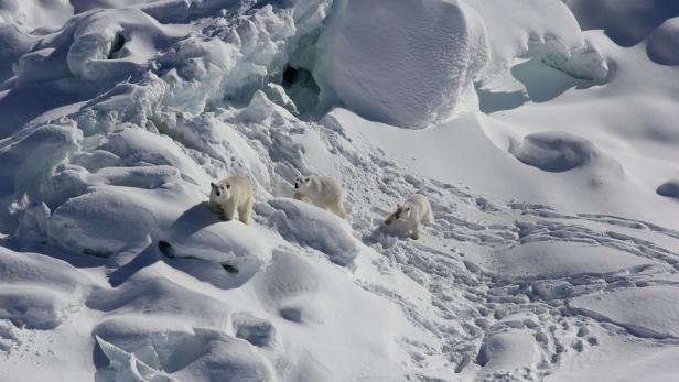 Überraschende Entdeckung: Einige Eisbären benötigen kein Meereis