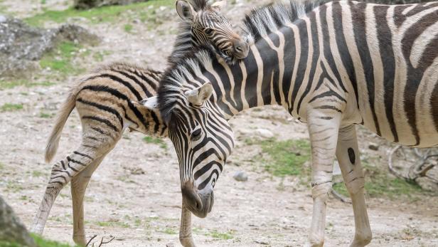 Zebra-Nachwuchs im Tiergarten Schönbrunn