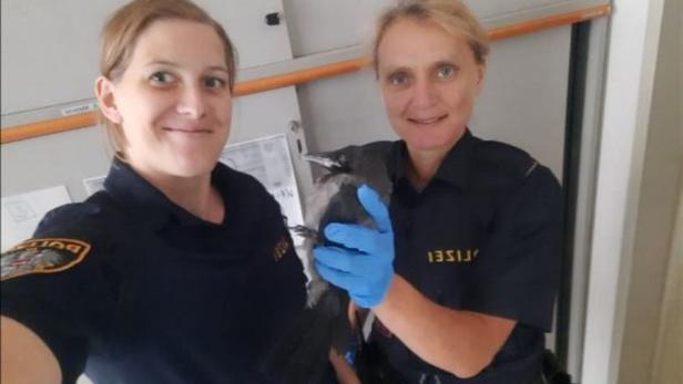 Tierliebe: Polizistin rettet verletzte Nebelkrähe am Währinger Gürtel