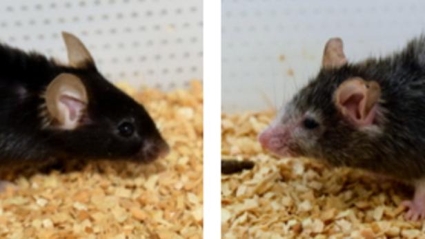 Die Maus links wirkt jung, hat glänzendes Fell; die Maus rechts hat gräuliches Fell und wirkt kraftlos. Tatsächlich sind die beiden Mäuse gleich alte Geschwister.