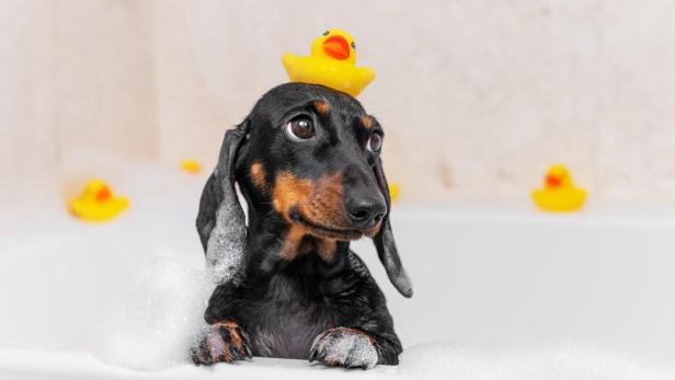 Ein Dackel sitzt in einer Badewanne mit Schaum und einer gelben Gummiente auf dem Kopf.