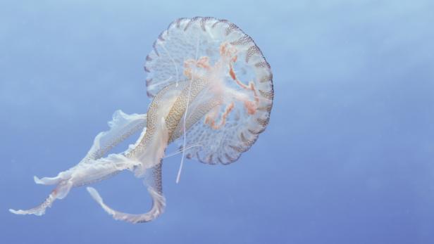 mauve stinger jellyfish - pelagia noctiluca