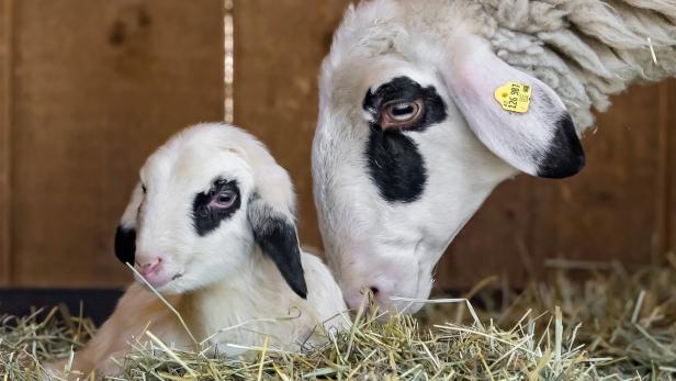 Schafe starben im Schnee: Landwirt wegen Tierquälerei vor Gericht