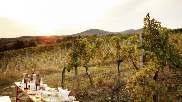 Ein Tisch mit Wein und Speisen in einem Weinberg bei Sonnenuntergang.