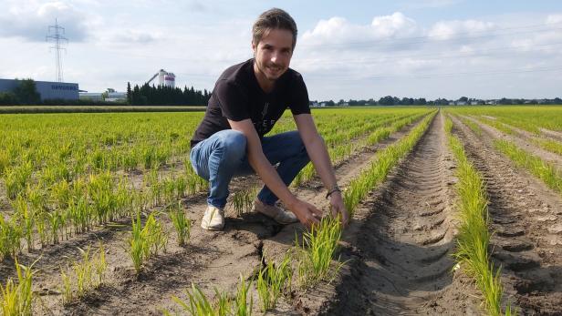 Bio-Reis wächst in Niederösterreich vor der Haustüre