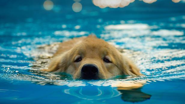 Tiercoach: So kommen Haustiere gesund durch die Badesaison