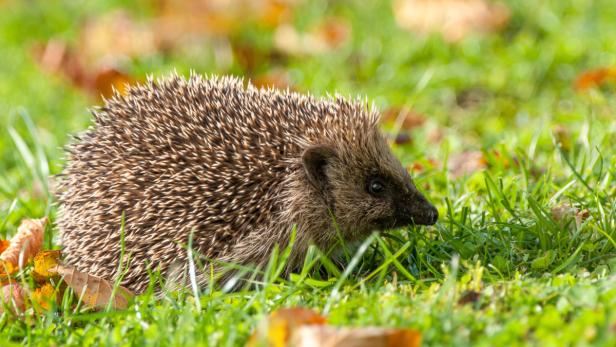 So Fuhlen Sich Wildtiere In Der Stadt Und Im Garten Wohl Kurier At