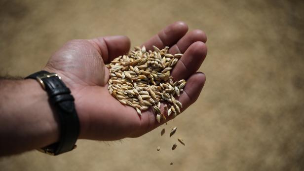 Barley harvest in Odesa amid Russian invasion 