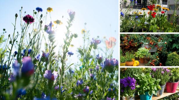 Wildblumen und Kräuter am Balkon