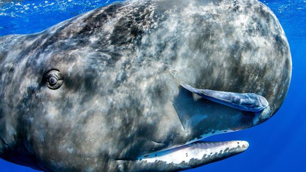Fettige Nase von Pottwalen diente Ur-Haien als Nahrungsquelle