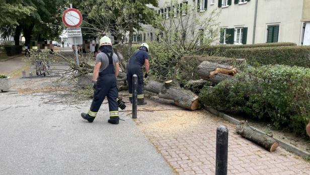 Umgefallener Baum in Oberwart verletzte zwei Kinder – Fäulnis als Grund für Unfall