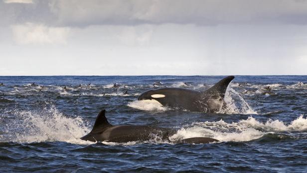 Orcas gehören zur Familie der Delfine: Sie sind geübte Jäger und stärker und angriffslustiger als die Weißen Haie