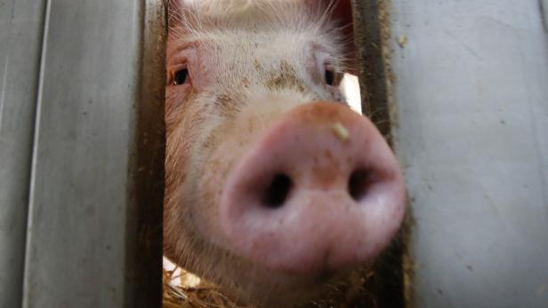 Tierschutz: Aus für Spaltenböden im Schweinestall fixiert