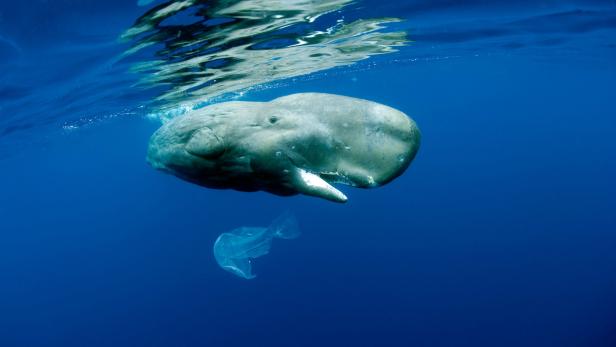 Pottwale schwimmen im Mittelmeer. Die Meeressäuger haben das größte Gehirn aller Lebewesen. Sie können bis zu zwei Stunden tauchen. Status: gefährdet.