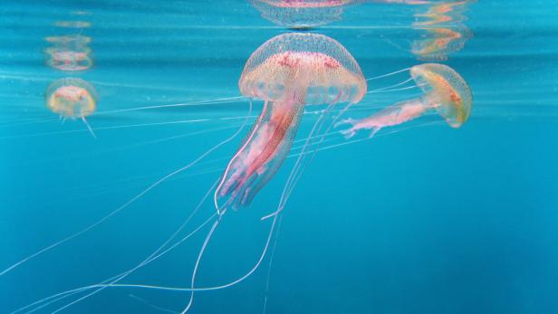 Jellyfish und Butterfly: Die neuen, viralen Trendfrisuren