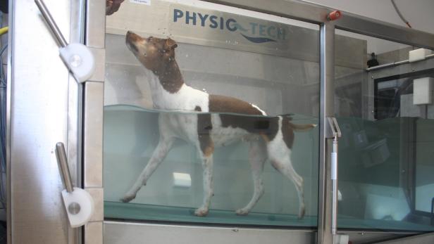 Besonders stolz ist Prikler auf den Aquatrainer – ein Unterwasser-Laufband für Hunde. Durch den Auftrieb werden die Gelenke geschont