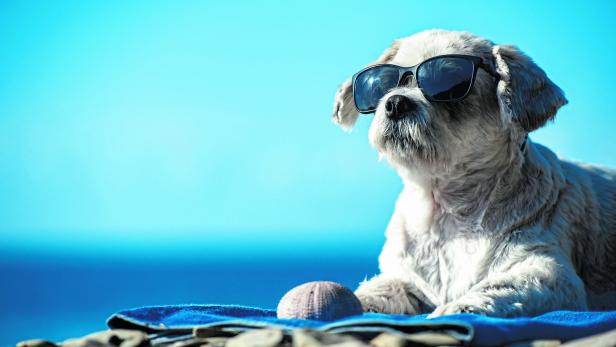 Tiercoach: Wann und warum Hunde eine Sonnenbrille brauchen